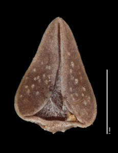 SDSU 47823 Large nutlet ventral view